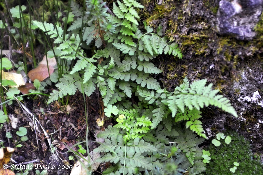 Asplenium cfr. obovatum (P.N. Talassemtane, Marocco)